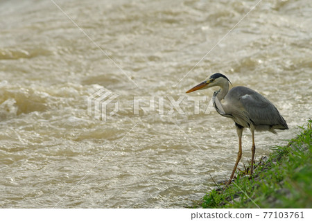 黃昏時分，灰鷺站在洪水氾濫的河邊 77103761
