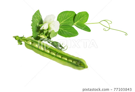 Green pea flower. Green pea flower. 77103843