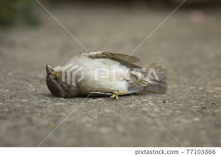 A dead specimen of Passer domesticus, or house sparrow. It is one of the usual birds in rural and urban environments, but its population is in decline, and its existence is threatened. Aragon, Spain. A dead specimen of Passer domesticus, or house sparrow. It is one of the usual birds in rural and urban environments, but its population is in decline, and its existence is threatened. Aragon, Spain. 77103866
