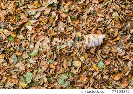 Pile of fall leaf Pile of fall leaf 77103872
