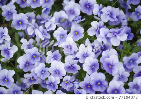 Purple pansy flowers are in bloom on the flowerbed in the park. 77104078
