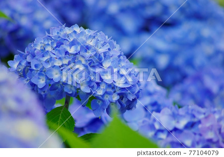Hydrangea in full bloom 77104079