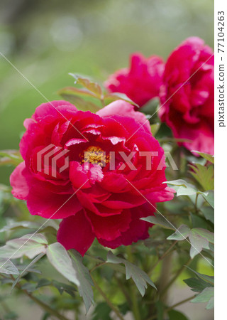 牡丹園裡盛開著紅色的牡丹花。這個按鈕的名字是金風箏。 77104263