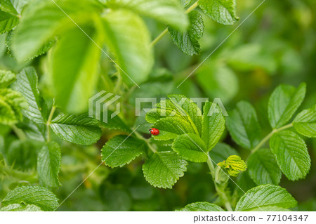 Green leaf of beach rose with ladybug at summer in Finland Green leaf of beach rose with ladybug at summer in Finland 77104347