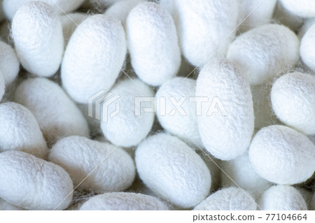 Group of silkworm in white cocoon stage background 77104664
