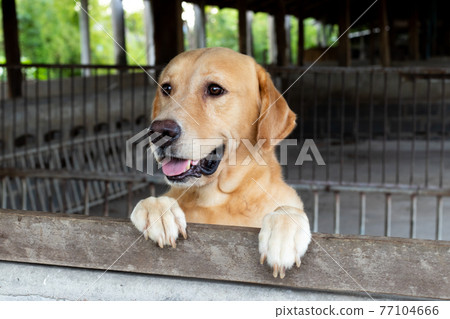 Brown golden retreiver dog stood and wait over the cage 77104666