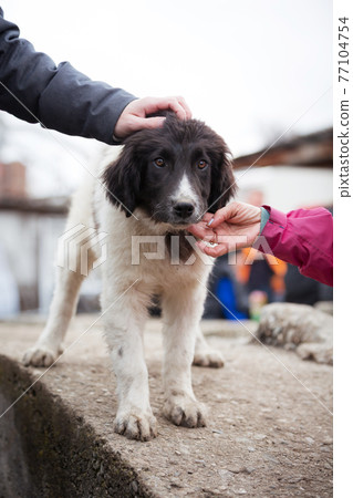 Bulgarian shepherd dog puppy portrait 77104754