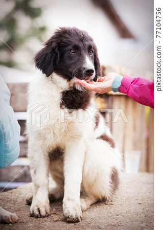 Bulgarian shepherd dog puppy portrait Bulgarian shepherd dog puppy portrait 77104756