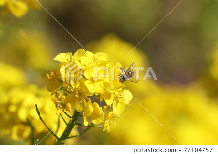 Bee honey sucking honey from rape blossoms 77104757
