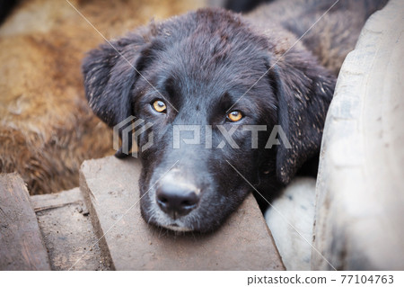 Dog with sad eyes in shelter for adoption Dog with sad eyes in shelter for adoption 77104763