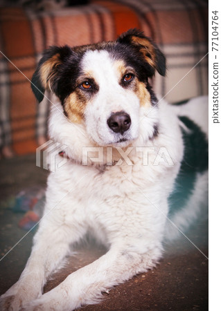 Dog with sad eyes in shelter for adoption Dog with sad eyes in shelter for adoption 77104764