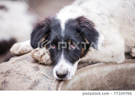 Dog with sad eyes in shelter for adoption Dog with sad eyes in shelter for adoption 77104766