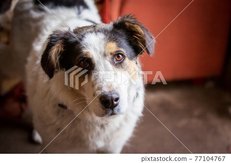 Dog with sad eyes in shelter for adoption Dog with sad eyes in shelter for adoption 77104767