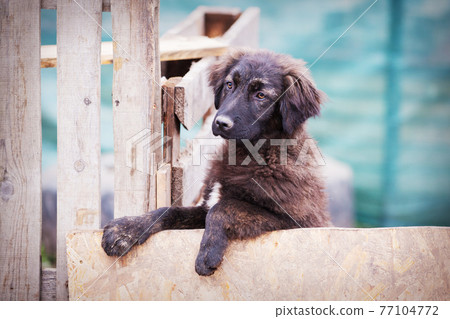 Portrait of sad dog puppy in shelter behind fence Portrait of sad dog puppy in shelter behind fence 77104772