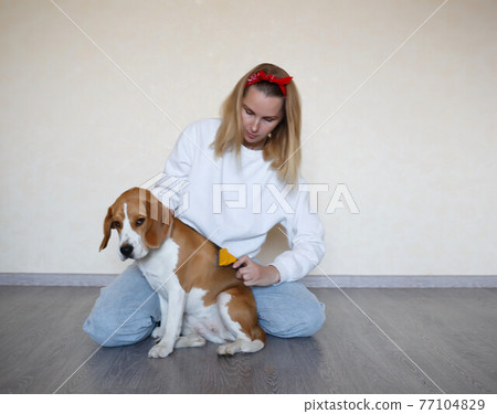 a young woman combing a beagle dog with a furminator. grooming at home a young woman combing a beagle dog with a furminator. grooming at home 77104829