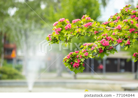 Flowers of the double pink hawthorn at summer in Finland 77104844