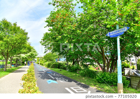 Lake Tama Bicycle Pedestrian Road / Near Higashimurayama Central Park (Higashimurayama City, Tokyo) [2021.4] 77105020