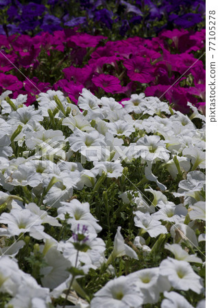 花壇上盛開著白色的矮牽牛花。學名是矮牽牛。 77105278