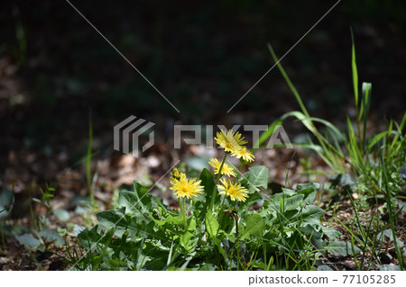 Pretty dandelions blooming in the spring field Pretty dandelions blooming in the spring field 77105285