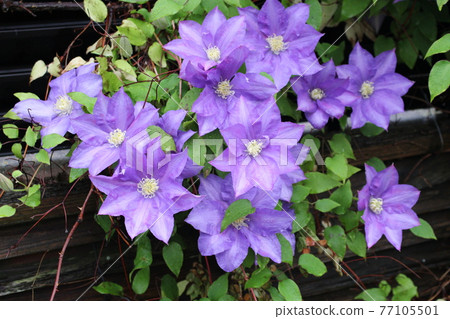 Large purple clematis Large purple clematis 77105501