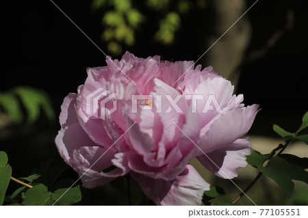 Peony 77105551