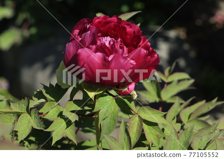 Peony 77105552