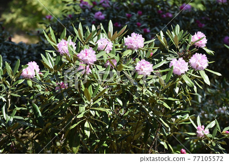 Futashika Rhododendron 77105572