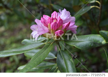 Futashika Rhododendron Futashika Rhododendron 77105575