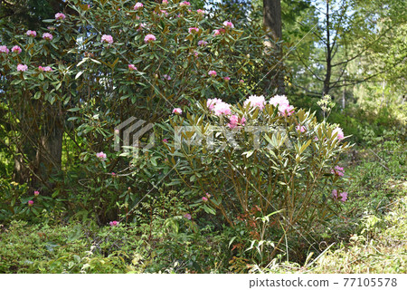 二鹿杜鵑 77105578