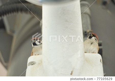 Sparrows stand on both sides of the box Sparrows stand on both sides of the box 77105629