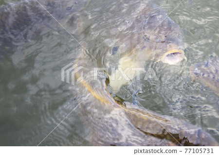 Carp of a pond Carp of a pond 77105731