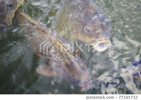 Carp of a pond Carp of a pond 77105732
