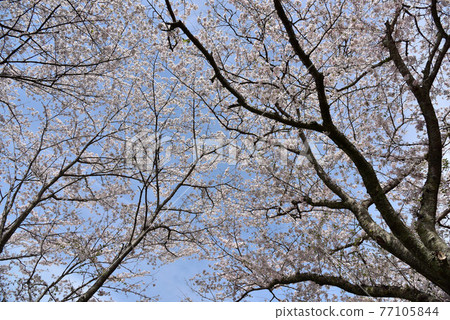 Morimachi Sakura on the Otagawa Sakuratsutsumi Morimachi Sakura on the Otagawa Sakuratsutsumi 77105844