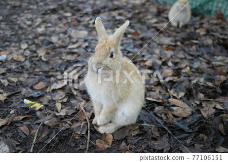 Netherlands Dwarf 77106151