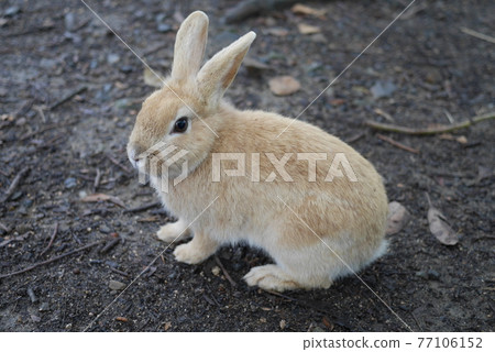 Netherlands Dwarf 77106152