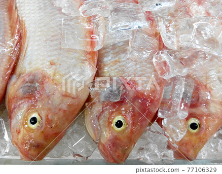 SEREMBAN, MALAYSIA -OCTOBER 16, 2016: Ornate threadfin bream fish or scientific name known as Nemipterus hexodon frozen in ice. Arrange for sale in the market.  77106329