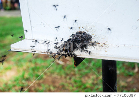 SERDANG, MALAYSIA -DECEMBER 7, 2016: Man made home or nest for sting less bee or local tongue call kelulut SERDANG, MALAYSIA -DECEMBER 7, 2016: Man made home or nest for sting less bee or local tongue call kelulut 77106397