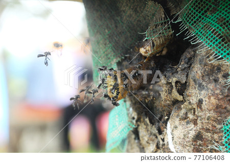 SERDANG, MALAYSIA -DECEMBER 7, 2016: Nest entrance for sting less bee or local tongue call kelulut  77106408