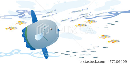 太陽魚和魚群的矢量圖解 77106409