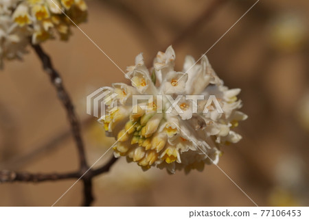 Mitumata花 Mitumata花 77106453