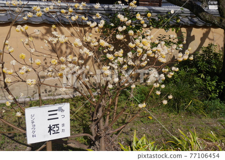 Mitumata花 77106454