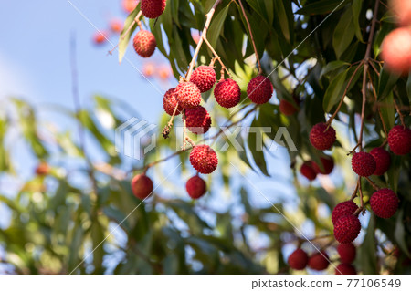 Fresh lychee on the tree. Lychee trees covered with Ripe Lychees.  77106549