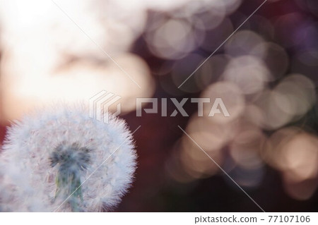 蒲公英的絨毛 77107106