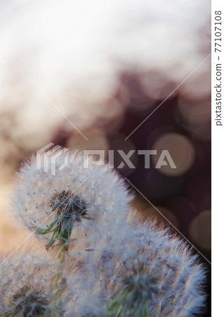 蒲公英的絨毛 77107108