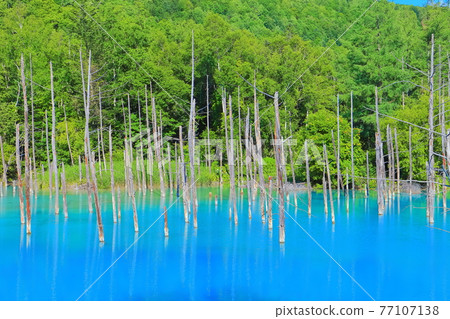 [Hokkaido] Aoi Pond under sunny summer, Biei Town 77107138