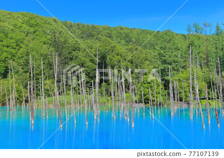 [Hokkaido] Aoi Pond under sunny summer, Biei Town 77107139