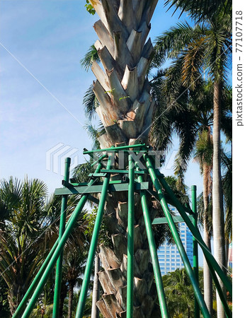 Installation of steel poles for attaching to large trees in public park Installation of steel poles for attaching to large trees in public park 77107718