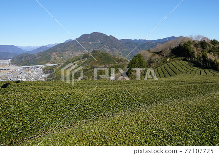 遠處的靜岡市茶園和龍莊山 77107725