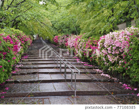Kyoto Higashiyama Rain Munetada Shrine and Hirado Tsutsuji 77108385