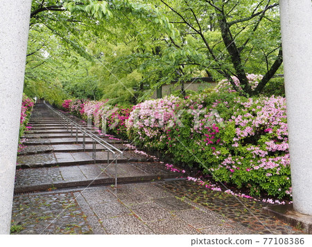 Kyoto Higashiyama Rain Munetada Shrine and Hirado Tsutsuji 77108386